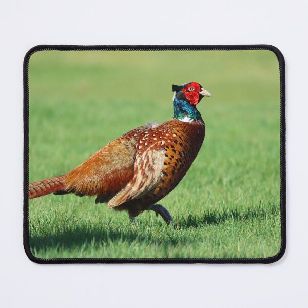 Item preview, Male pheasant designed and sold by GreyFeatherPhot.