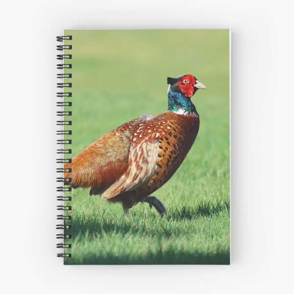 Item preview, Male pheasant designed and sold by GreyFeatherPhot.