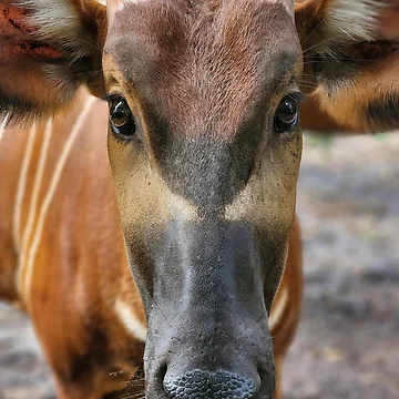Artwork thumbnail, Female Bongo Portrait by RSCF