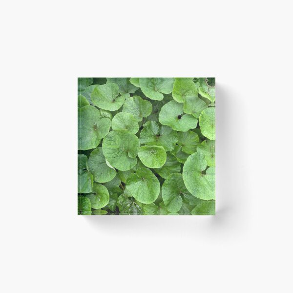 Item preview, Bed of Different Sized Green Leaves designed and sold by Sinemathk.