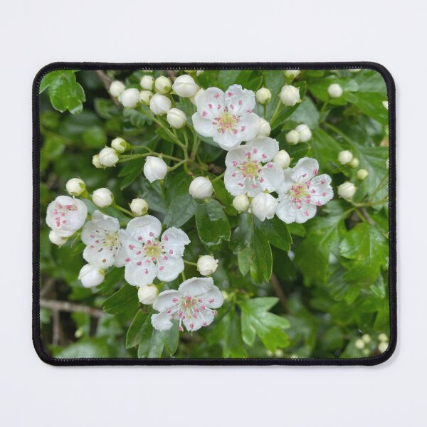 Item preview, White Oneseed Hawthorn Flowers designed and sold by Sinemathk.