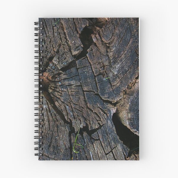 Item preview, cross section of the tree designed and sold by IgorKovalenko.