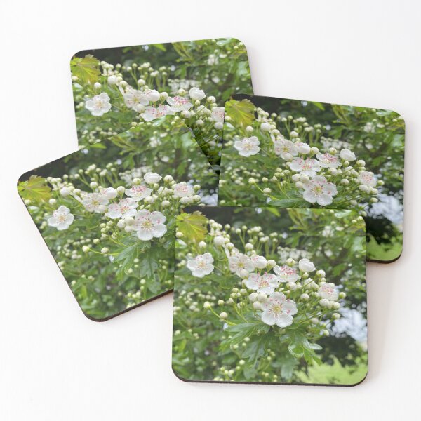 Item preview, \White Oneseed Hawthorn Flowers designed and sold by Sinemathk.