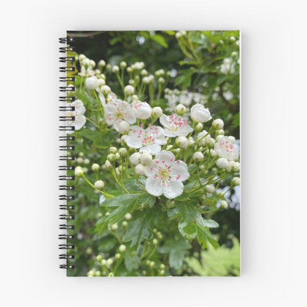 Item preview, \White Oneseed Hawthorn Flowers designed and sold by Sinemathk.