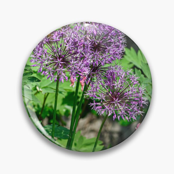 Item preview, Chive blooms designed and sold by SRosuphotos.
