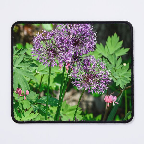 Item preview, Chive blooms designed and sold by SRosuphotos.