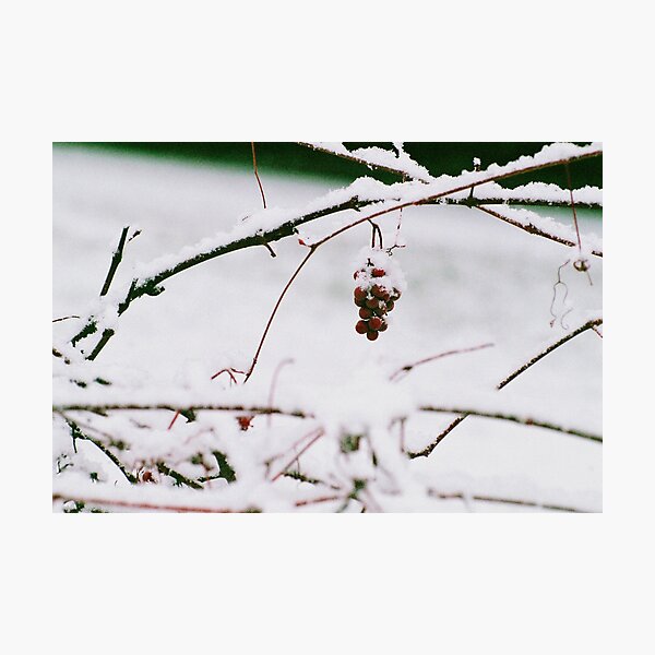 Item preview, Wintry Grapes - Winter Series designed and sold by Cayannagirl.