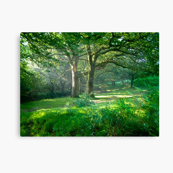 Sunlit Glade: Dartmoor (Near Goodameavy) Devon UK Canvas Print