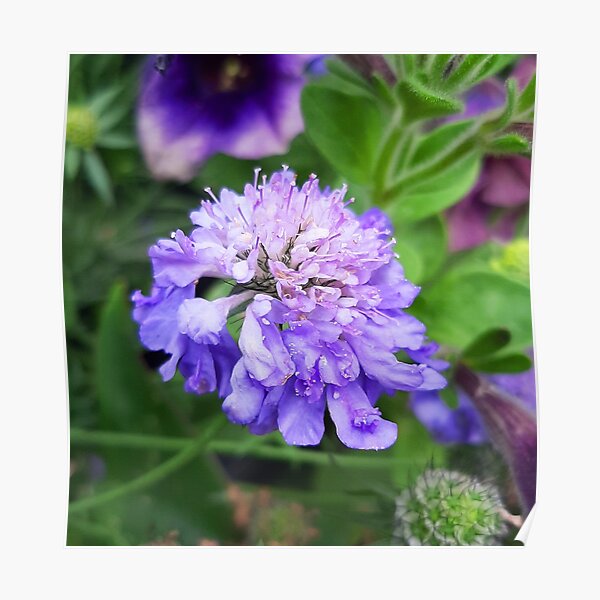 Blue phacelia flower. Watercolor background. Frame floral round