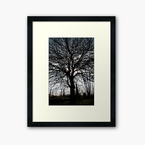 Sun In The Tree Framed Art Print