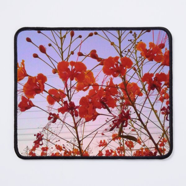 Item preview, Red Peacock Flowers Under a Blended Afternoon Sky designed and sold by LeiAndidesigns.