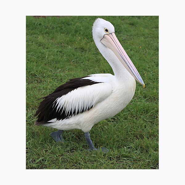 Item preview, Pelican Walk designed and sold by Kelly Robinson.