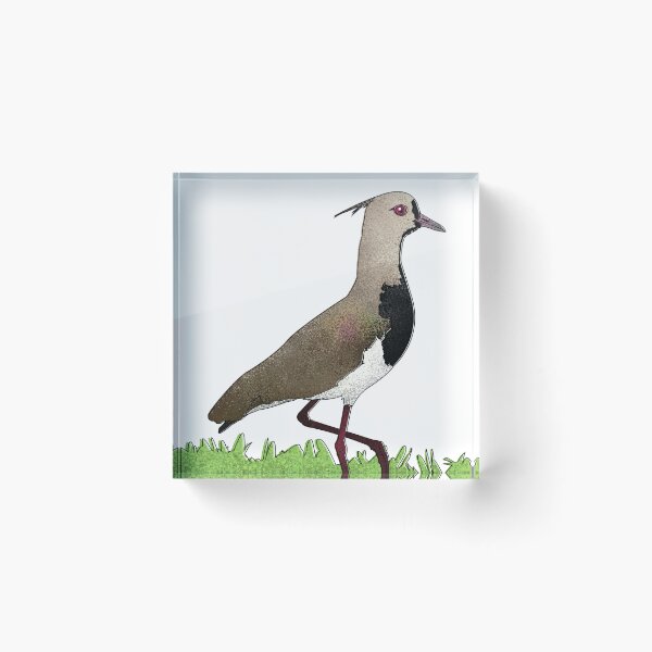 Item preview, Southern lapwing designed and sold by marivin.