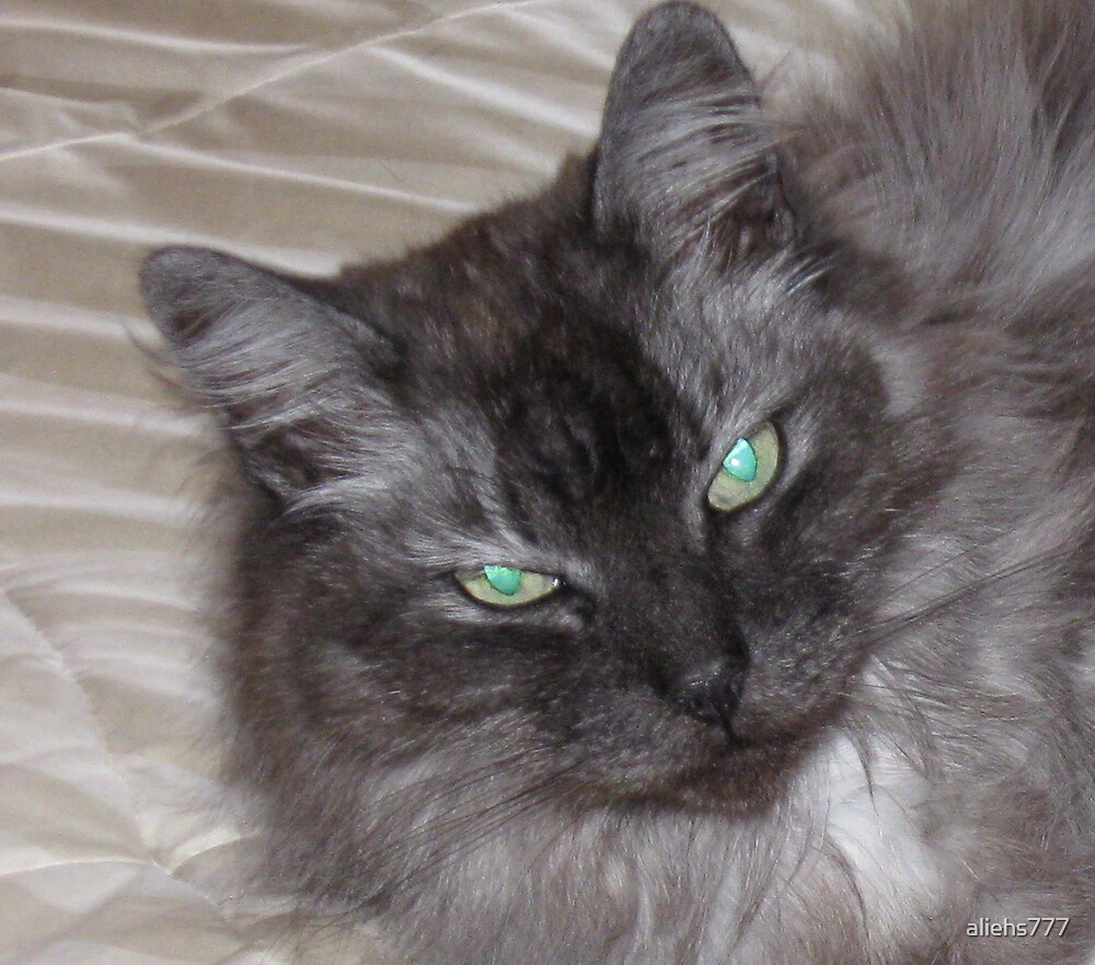 "BEAUTIFUL GREY LONGHAIRED CAT" by aliehs777 | Redbubble