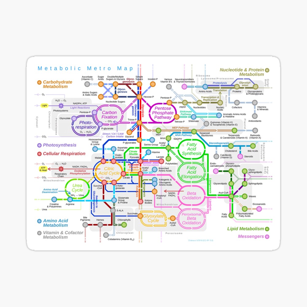 Metabolic pathway Mouse Pad