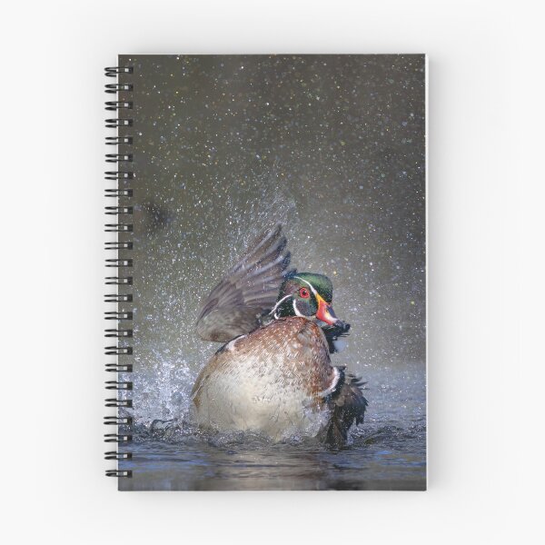 Item preview, Wood duck bathing and splashing designed and sold by James Cumming.
