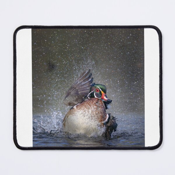 Item preview, Wood duck bathing and splashing designed and sold by James Cumming.