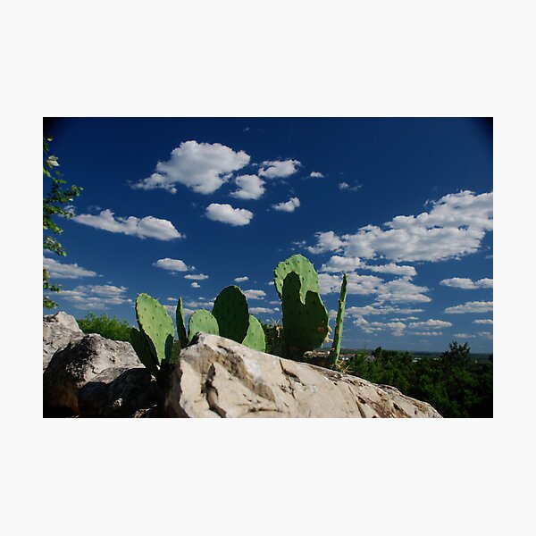Item preview, Cacti Del Cielo designed and sold by TJ Zook.