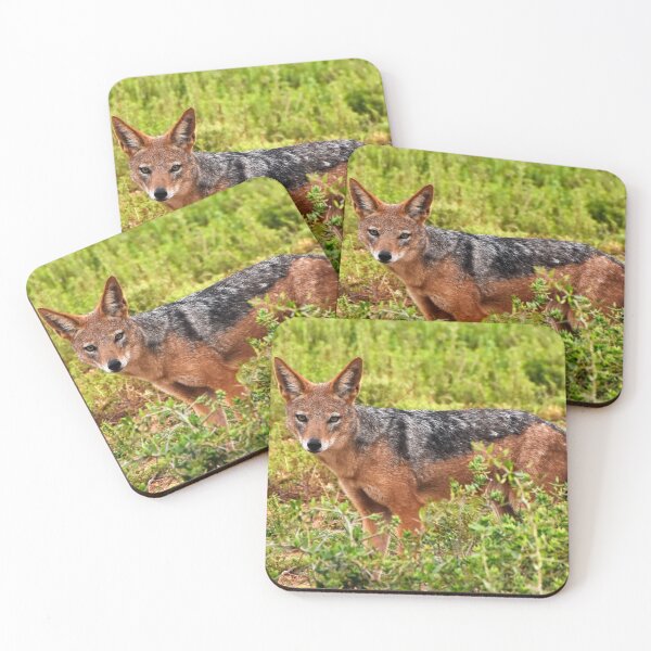 Item preview, Jackal in South Africa | wildlife photography designed and sold by Mii-pics.