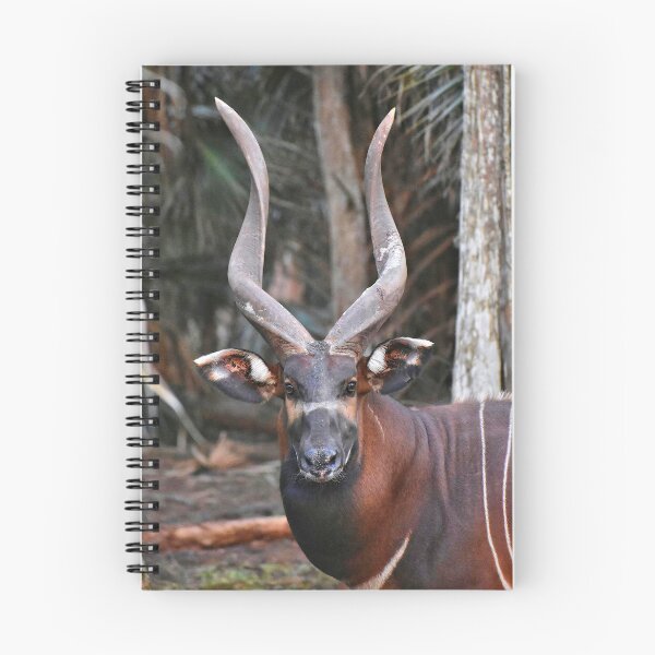 Item preview, The King - Bull Bongo Antelope designed and sold by RSCF.