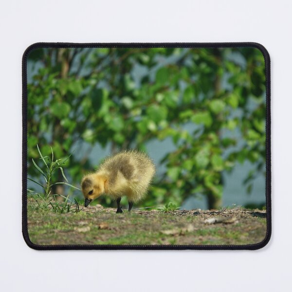 Item preview, A single Canada goose chick designed and sold by Anirutgu.