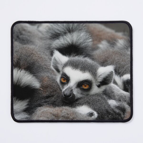 Item preview, Ring-tailed lemur bundle designed and sold by Anirutgu.