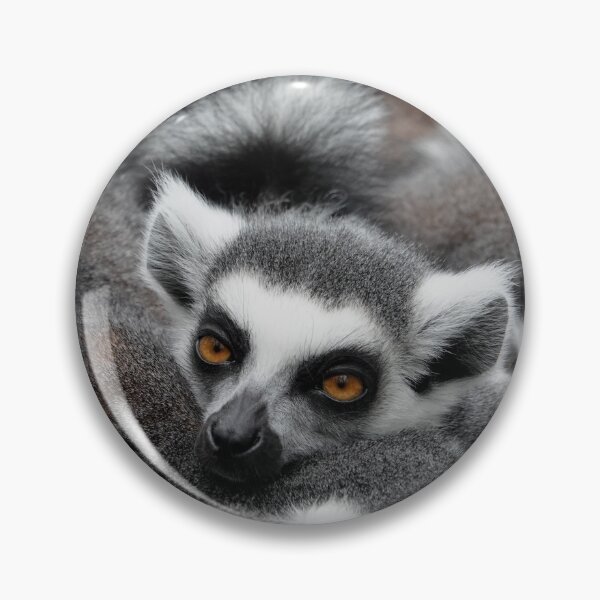 Item preview, Ring-tailed lemur bundle designed and sold by Anirutgu.