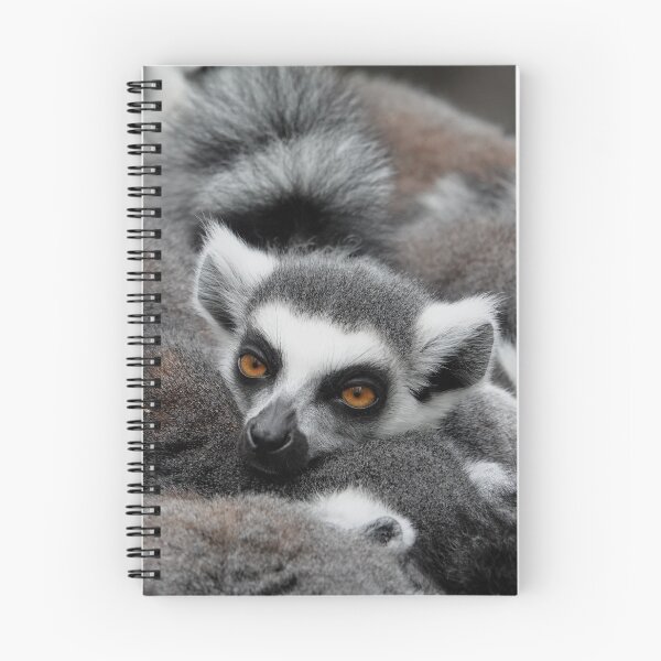 Item preview, Ring-tailed lemur bundle designed and sold by Anirutgu.