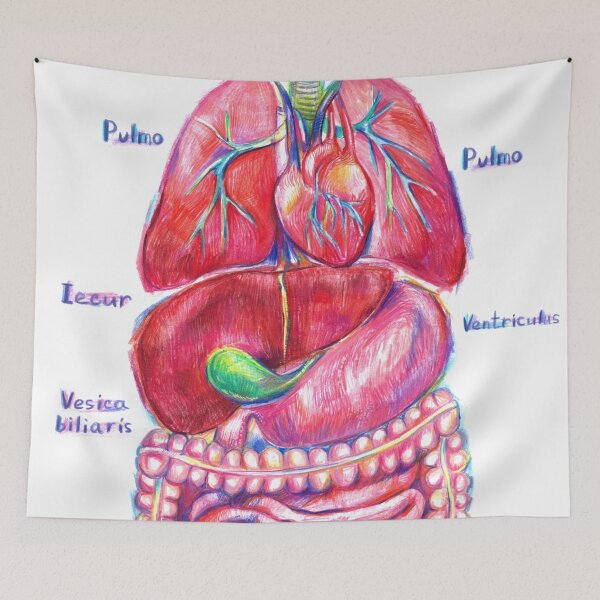 Item preview, Human anatomy designed and sold by bokasin.