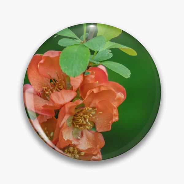 Item preview, Pretty Japanese Quince designed and sold by Gerda Grice Photography.