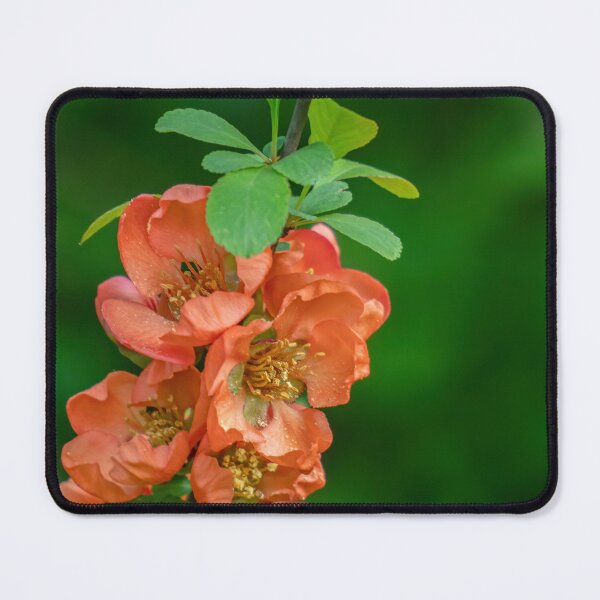 Item preview, Pretty Japanese Quince designed and sold by Gerda Grice Photography.