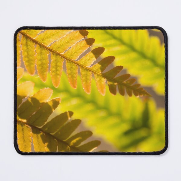 Item preview, Autumn Fern Leaves Backlit by the Setting Sun designed and sold by vryandesigns.