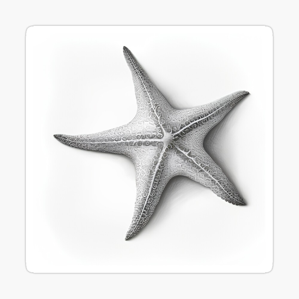 Black and white starfish drawing