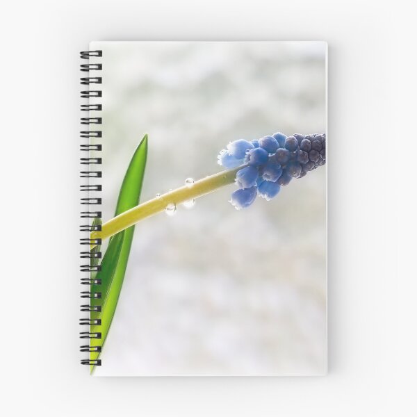 Item preview, Muscari - Grape Hyacinths designed and sold by Dorset Girl.