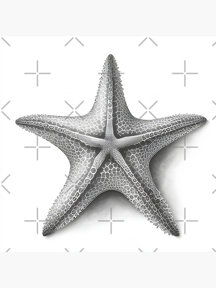 Black and white starfish drawing