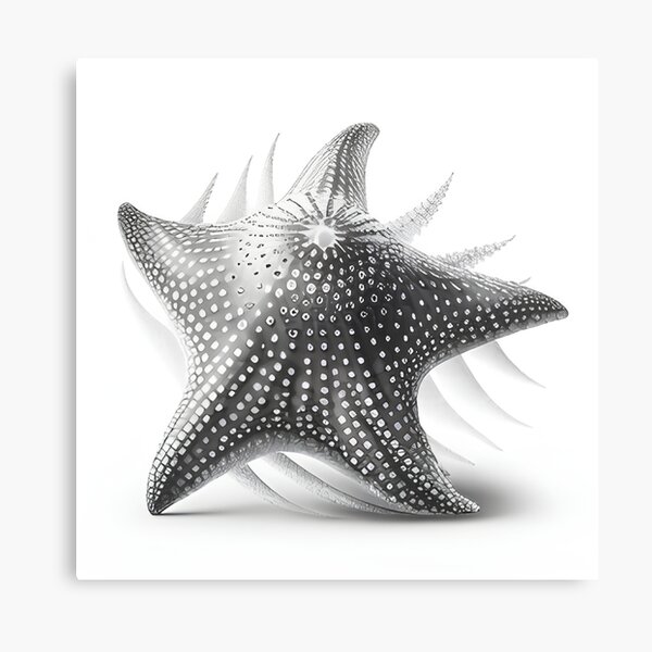 Starfish realistic sketch. Sea Star, isolated on white. vector  illustration. Realistic hand drawn outline. for cards, invitations,  wrapping, textile Stock Vector Image & Art - Alamy