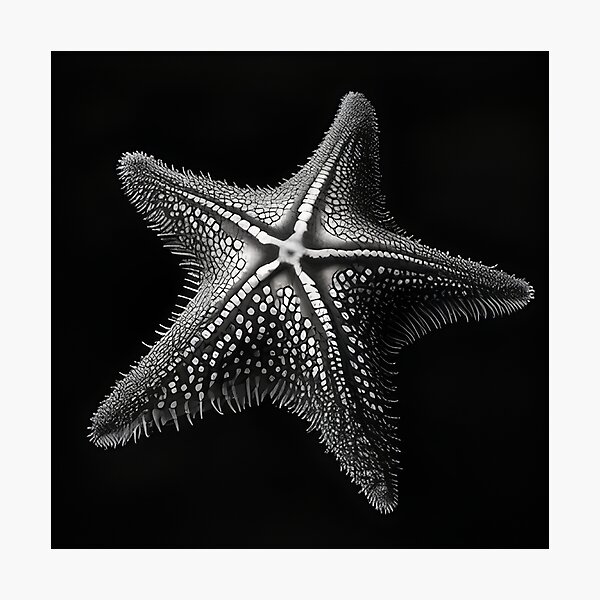 Black and white starfish drawing Greeting Card for Sale by Pencil-Art