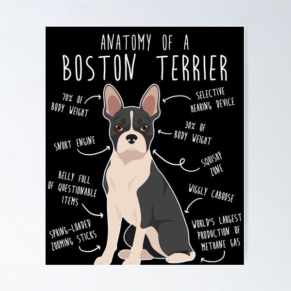 Artikel-Vorschau von Anatomie des Boston Terrier-Hundes, designt und verkauft von Clara Hollins.