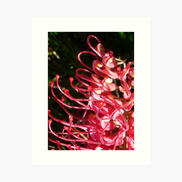 Reaching 2 Art Print