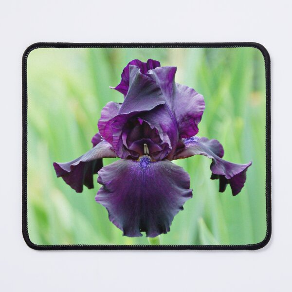 Item preview, Dark Purple Iris designed and sold by Sandy Keeton.