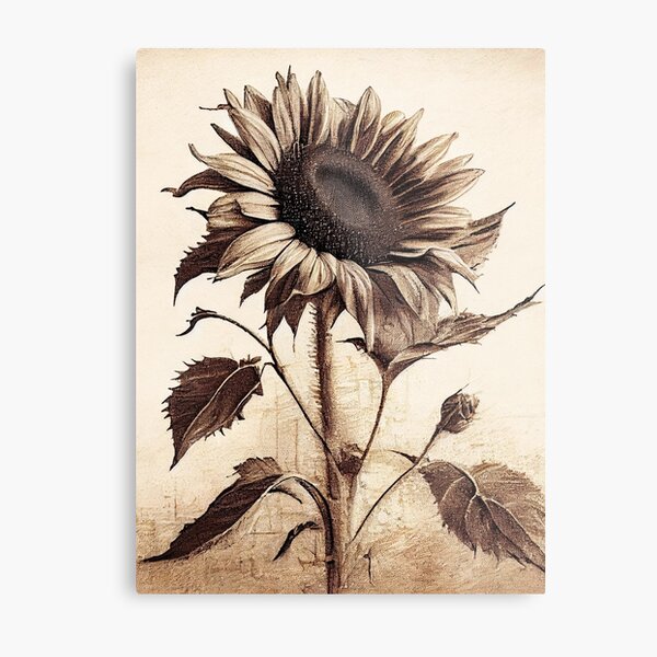 Vintage Sunflower Charcoal Drawing Metal Print