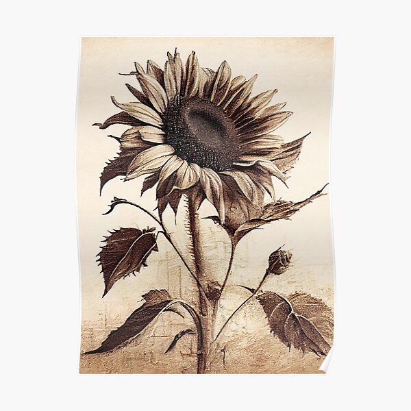 Vintage Sunflower Charcoal Drawing Poster