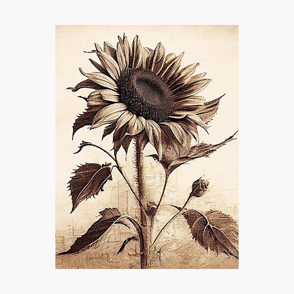 charcoal sunflower drawing