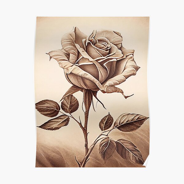 Vintage Rose Drawing Poster