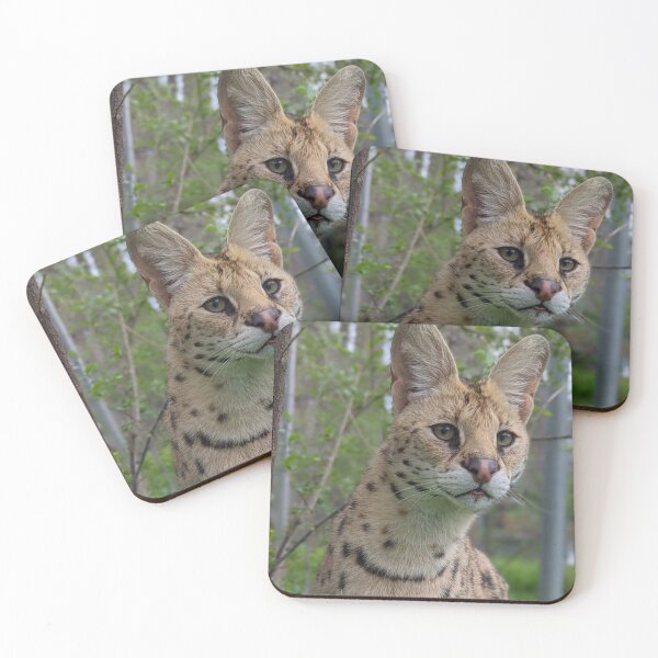 Item preview, Beautiful Serval Cat Looking designed and sold by CartersDen.