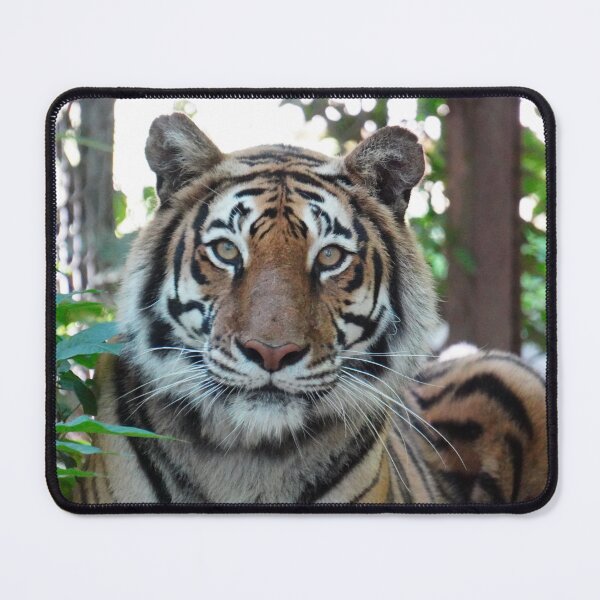 Item preview, Majestic Tiger posing for the Camera designed and sold by CartersDen.