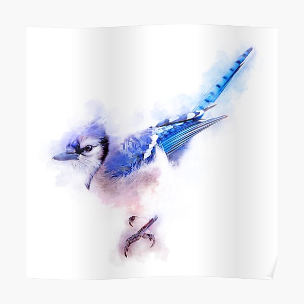 Stock Art Drawing of a Blue Jay - inkart