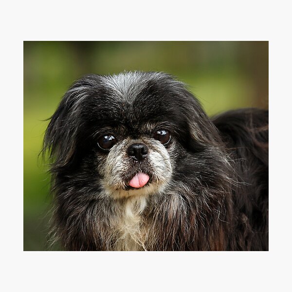 Black Pekingese Photographic Print