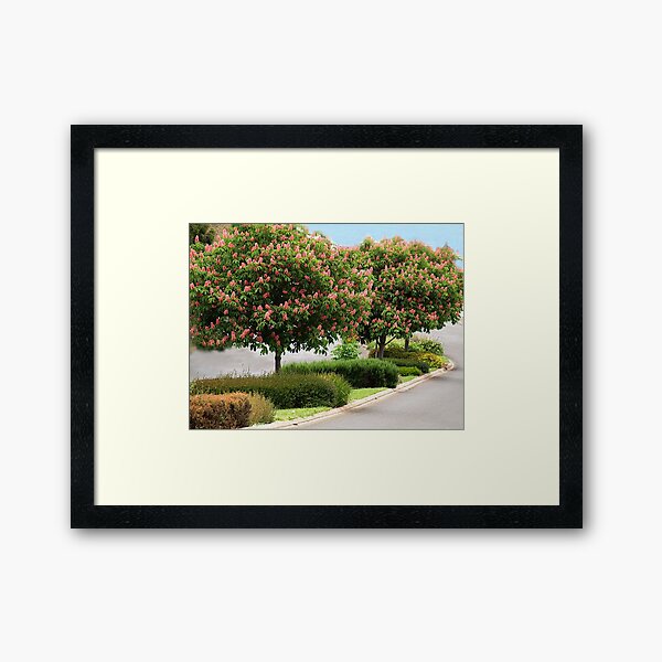 Red Horse Chestnut Trees - Warragul, Gippsland Framed Art Print