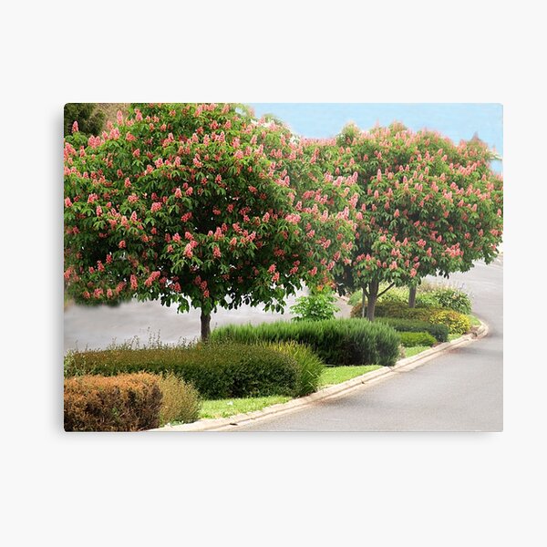 Red Horse Chestnut Trees - Warragul, Gippsland Metal Print